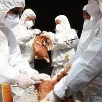 شیوع آنفولانزای مرغی 2700 کارگر را بیکار کرد