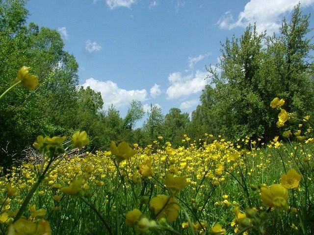 روستای ویند 