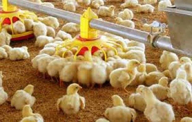 افزایش نرخ جوجه یکروزه به 3200تومان/احتمال گران شدن قیمت مرغ