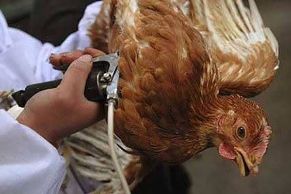 گسترش شیوع آنفلوانزای مرغی/بی‌توجهی دولت، تخم مرغ راگران کرد