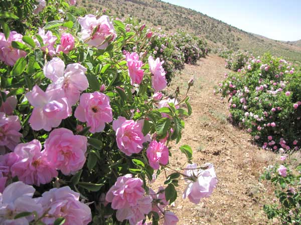 لایزنگان ، دشت تمام نشدنی گل محمدی