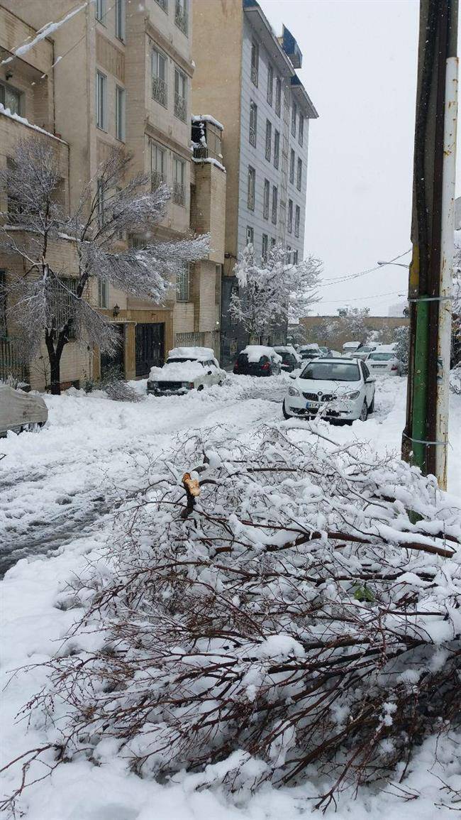 شهرداری همچنان برای سبک کردن درختان دست به دامان شهروندان شهرداری همچنان برای سبک کردن درختان دست به دامان شهروندان