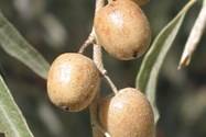 گیاه سنجد