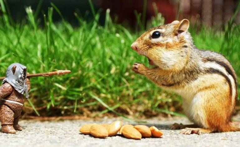 باهوش‌ترین حیوانات روی زمین – قسمت اول