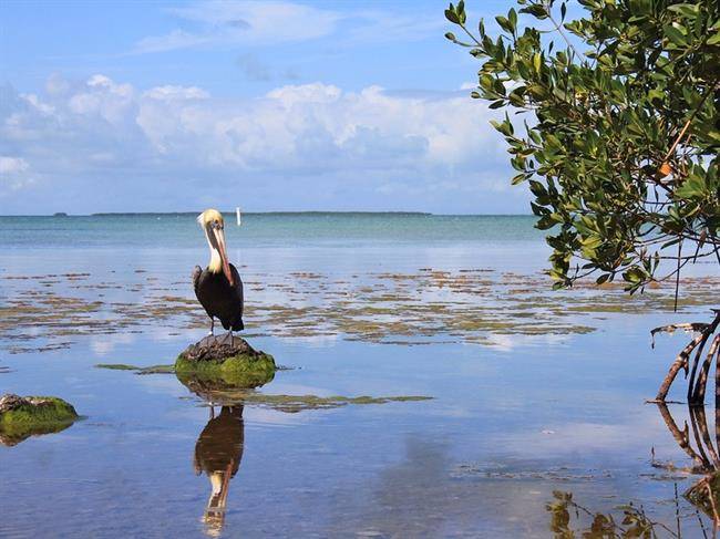 پارک ملی اورگل دیس (Everglades )، فلوریدا، ایالات متحده آمریکا