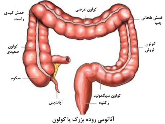 یبوست روده