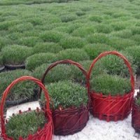 گندم سبز کنیم یا هسته پرتقال؟