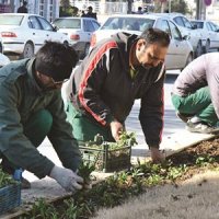 با سه‌سال مراقبت از درخت جلوی مغازه، یک‌سال از پرداخت عوارض معاف شوید