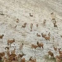 حیات وحش طبیب ندارد