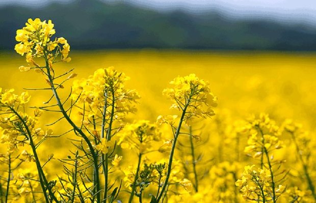 مجوز مصرف کلزای تراریخته در استرالیا صادر شد