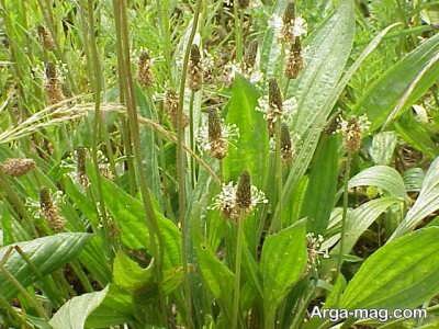 خواص دانه بارهنگ و طریق استفاده آن 