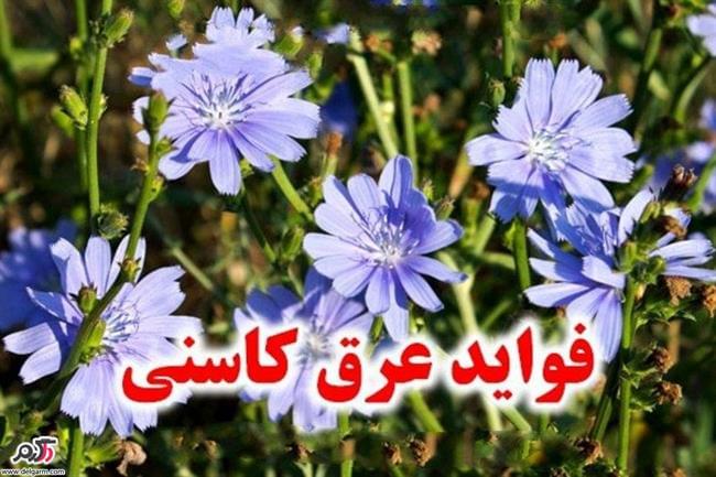 فواید عرق کاسنی