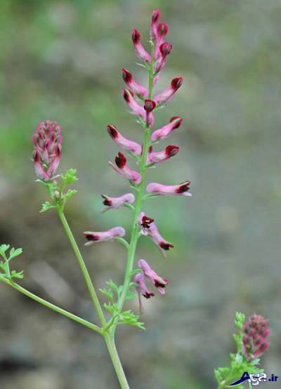 خواص درمانی عرق شاتره
