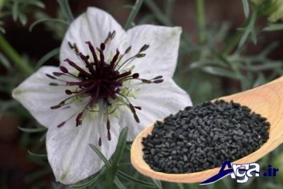 خواص روغن سیاه دانه