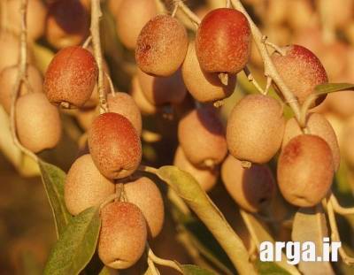 سنجد و مزیای آن 