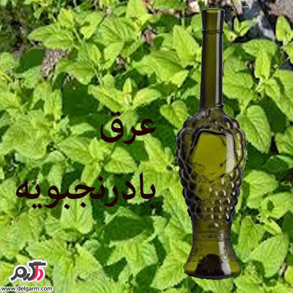 بادرنجبویه