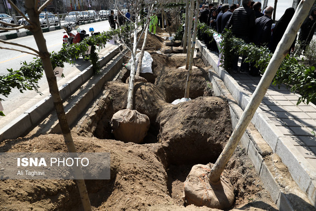 درختان غرب تهران آماده فصل بهار شد