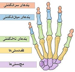 آناتومی دست