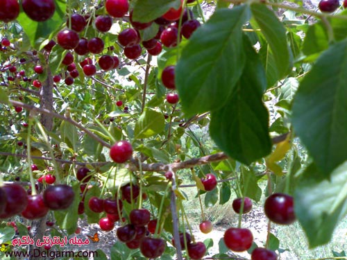 آلبالو و منع آن برای بعضی از بیماران