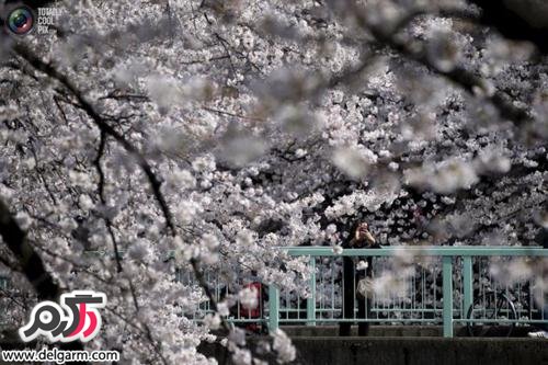 شکوفه های بهاری درختان گیلاس در توکیو