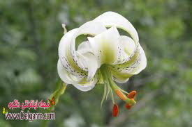گل سوسن گل سوسن