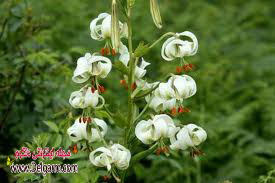 گل سوسن گل سوسن