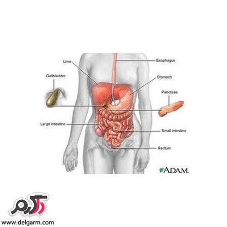 آیا شما رودل می کنید؟