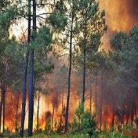 آتش‌سوزی‌ جنگل‌ها در ایام نوروز طی 10 سال گذشته بی‌سابقه بوده‌است