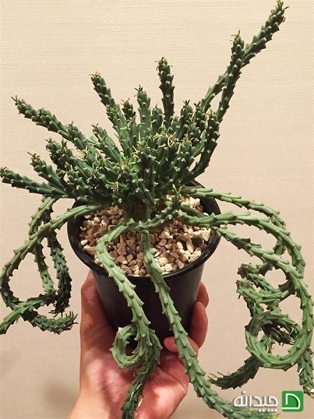 افوربیا سر مدوسا Euphorbia Caput-Medusae