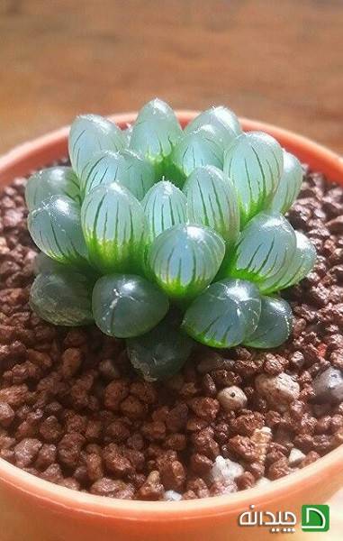 هاورتیا شیشه ای Haworthia Cooperi