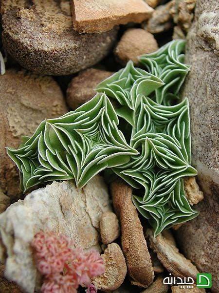 Gentiana Urnula