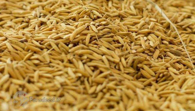 سبوس برنج بخورید لاغر شوید