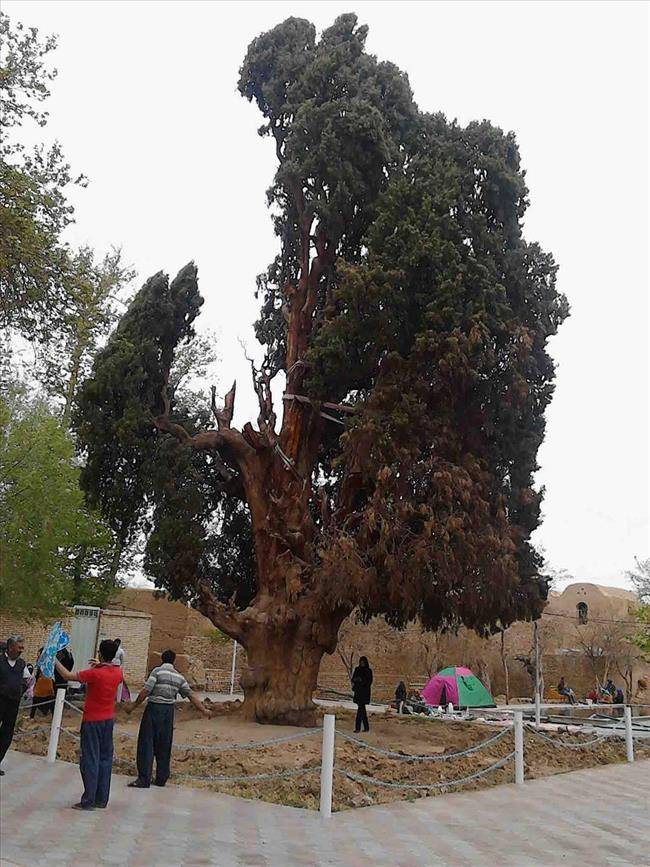 اولین «سرو» در ایران زمین