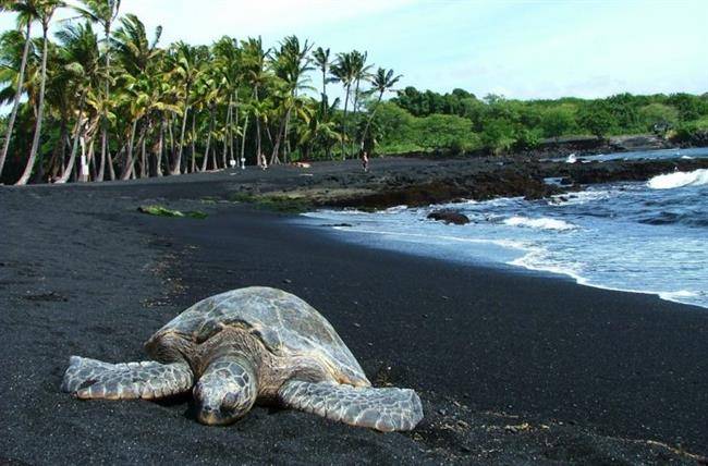 ساحل Punalu’u Black Sand منطقه هاوایی