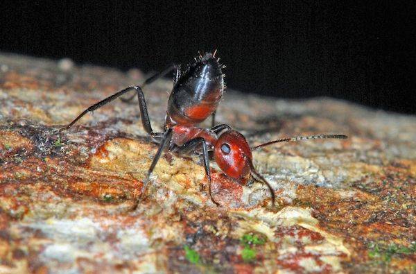 کشف گونه جدید از مورچه های انفجاری در بورنئو