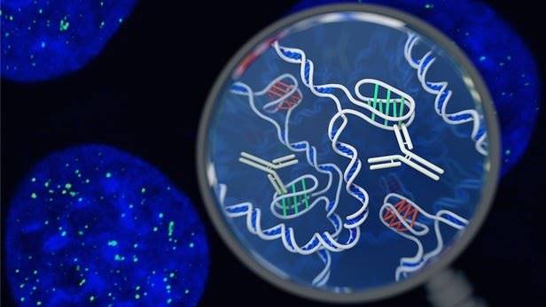 کشف ساختار جدید DNA در سلول‌های زنده با همکاری پژوهشگر ایرانی