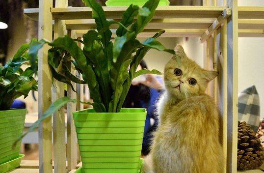 کافه جمهوری گربه ها در سن پترزبورگ روسیه