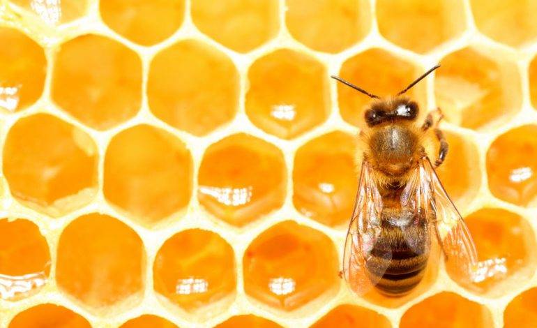 شباهت کلونی زنبور عسل با سازوکار تصمیم‌گیری انسان