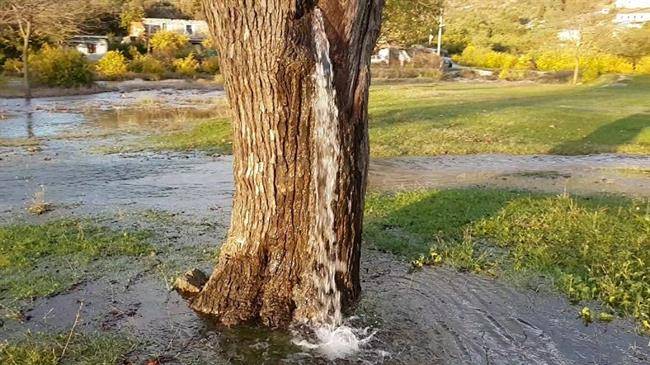 چرا از این درخت در مونته نگرو آب بیرون می ریزد !؟