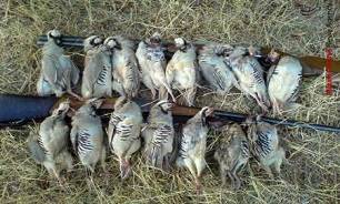 متهم به شکار غیر مجاز پرندگان وحشی به 400 ساعت خدمات عمومی رایگان زیر نظر اداره محیط زیست ملزم شد.