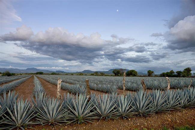 شهر تکیلا Tequila در مکزیک