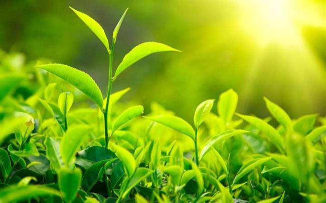 عصاره چای سبز - بهبود عملکرد کبد