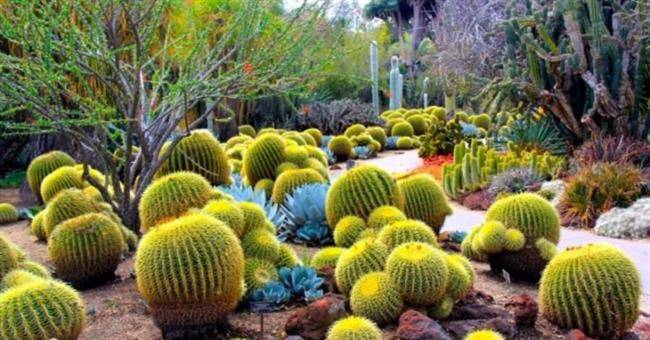 باغ گیاه شناسی کویر در فینیکس