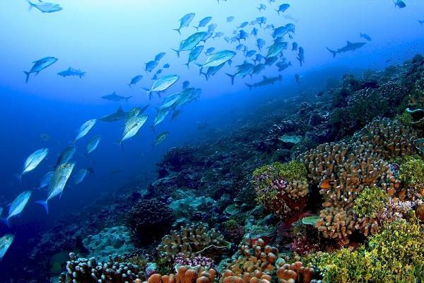 به بهانه روز جهانی اقیانوس‌ ها، مروری بر تلخ ترین حقایق در مورد زمین
