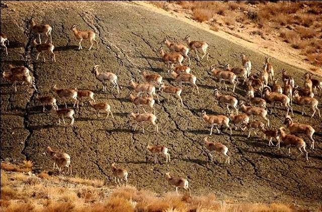 پارک ملی گلستان