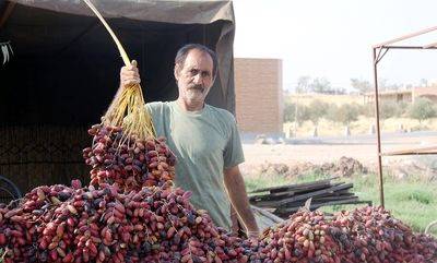 20درصد تجارت جهانی خرما در قبضه ایران