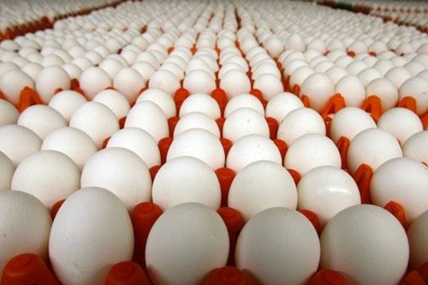 افزایش35درصدی هزینه تولیدتخم مرغ/خسارت انفلوانزای مرغی تسویه شد