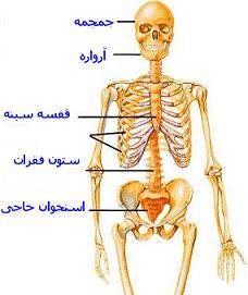 بافت قفسه سینه