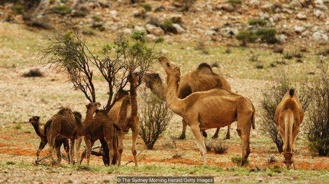 حال و آینده شتر وحشی استرالیا