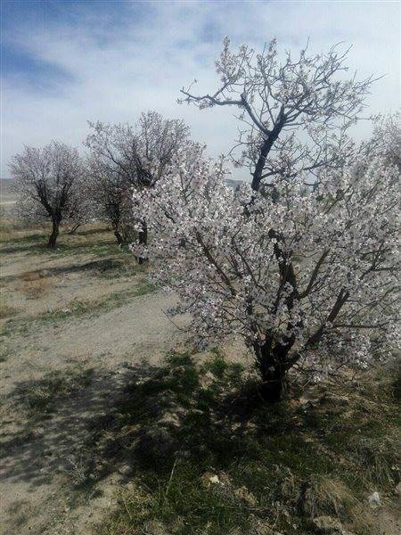 روستای خلجان